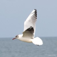 <i>Larus ridibundus</i> Linnaeus, 1766